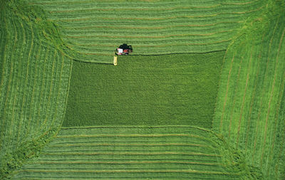 High angle view of rice paddy