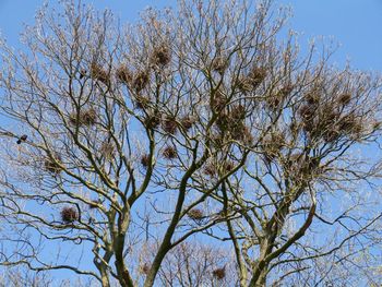 Low angle view of bare tree against blue sky