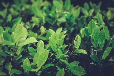 Close-up of fresh green leaves on land