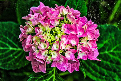 Close-up of pink flowers