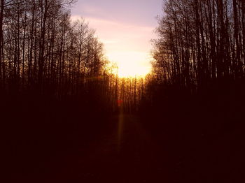 Trees against sky during sunset