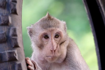 Close-up of monkey looking away