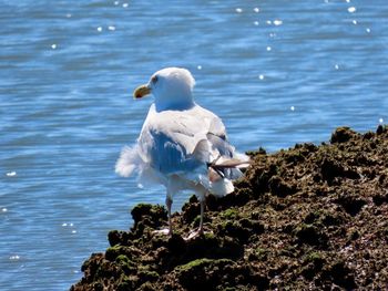 Seagull perching on rock in sea