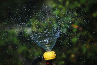 Close-up of wet plant in rainy season