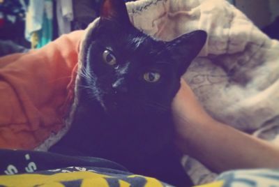 Close-up portrait of cat relaxing on bed