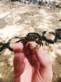 Close-up of hand holding crab on sand