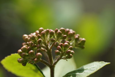 Close-up of plant