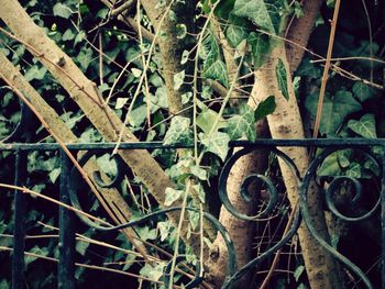 Close-up of rusty metal