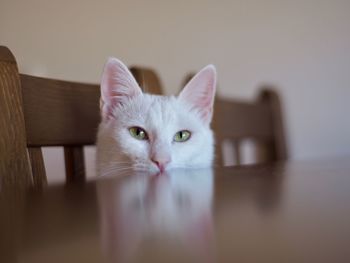 Portrait of white cat on table at home