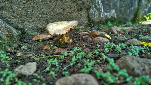 Close-up of moss growing on field