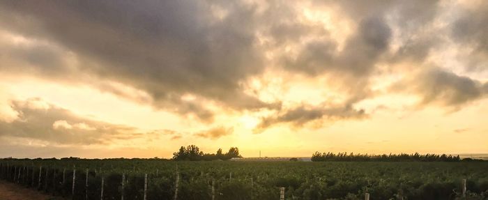 Scenic view of agricultural field against sky during sunset