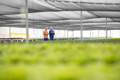 Workers in greenhouse inspecting plants