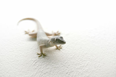 Lizard on white wall