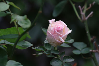 Close-up of pink rose