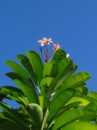 Low angle view of flowering plant against blue sky