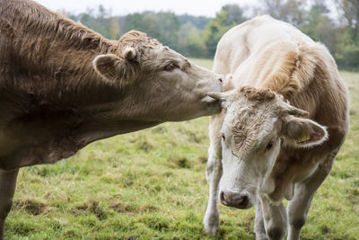 Cows in field