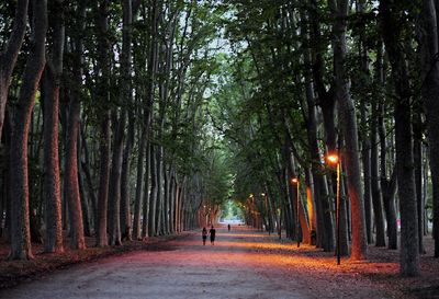 Rear view of man walking on footpath amidst trees in forest