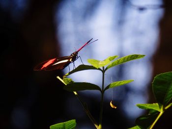 Close-up of insect on plant