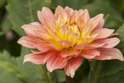 Close-up of pink flower