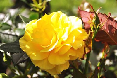 Close-up of yellow flower