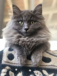 Close-up portrait of cat on sofa