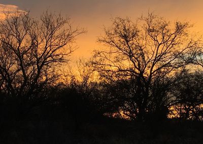 Silhouette trees against sky during sunset