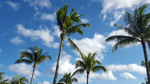 Low angle view of palm trees against sky