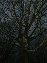 Low angle view of bare trees