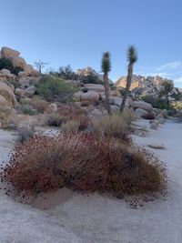 Scenic view of desert against sky