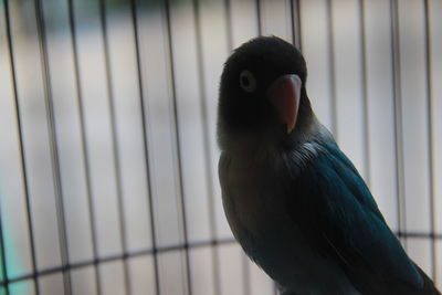 Close-up of bird in cage