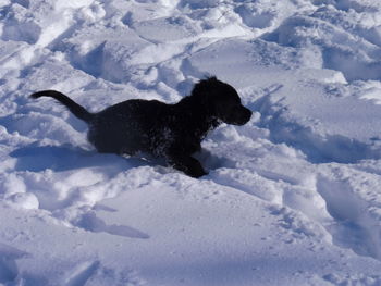 Dog on snow covered land