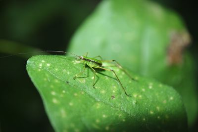 Close-up of insect on leaf