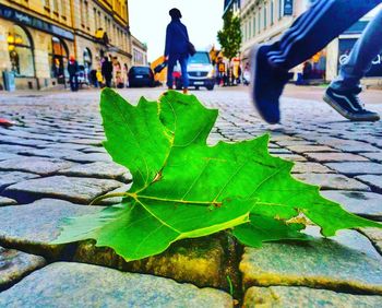Close-up of leaves in city against sky