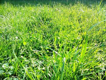 View of grassy field