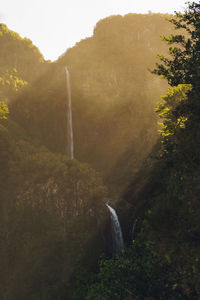 Scenic view of waterfall in forest