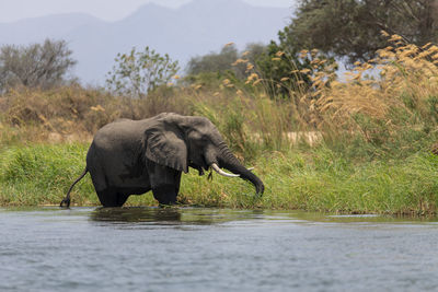 Side view of elephant drinking water