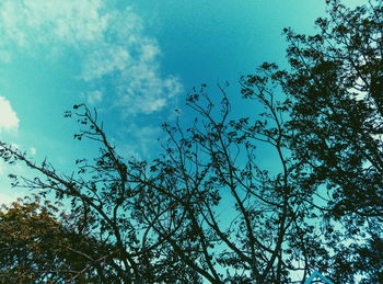 Low angle view of trees against sky