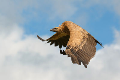 Low angle view of eagle flying against sky