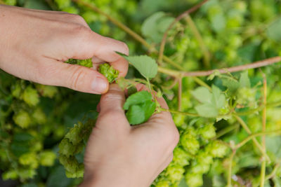 Cropped image of hand holding leaves