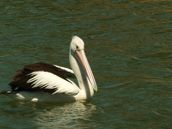 pelican