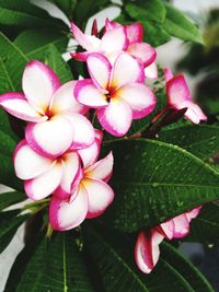 Close-up of pink flowers