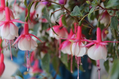 Close-up of pink flowers