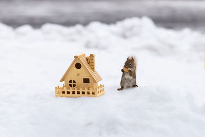 Tiny american red squirrel eating a peanut in winter next to a toy wood house