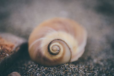 Close-up of snail shell on sand