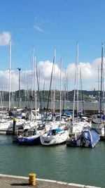 Sailboats moored in harbor