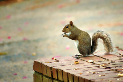 Close-up of squirrel on wood