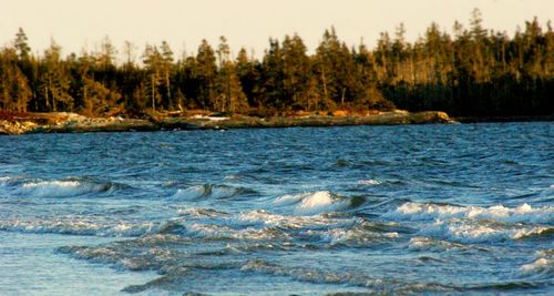 Reflection of trees in water