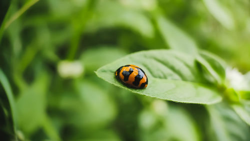 Close-up of ladybug on leaf