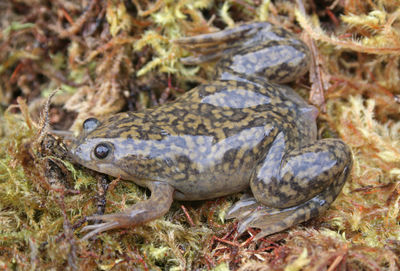 Close-up of lizard on land