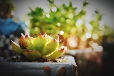 Close-up of succulent plant in planter